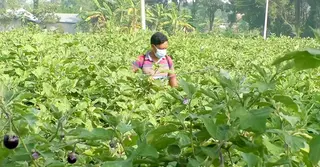 সবজি উৎপাদনে খরচের অর্ধেকই ব্যয় হয় কীটনাশকে